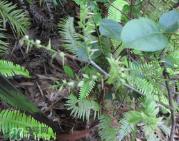 雷公根孕婦可以吃嗎？孕婦可以吃雷公根嗎？