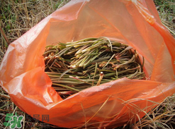 陽(yáng)溝菜孕婦可以吃嗎？孕婦能吃陽(yáng)溝菜嗎？