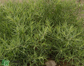 陽(yáng)溝菜孕婦可以吃嗎？孕婦能吃陽(yáng)溝菜嗎？