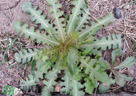 苦碟子能吃嗎？苦碟子怎么吃？