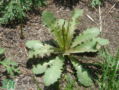 苦碟子能吃嗎？苦碟子怎么吃？