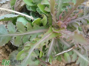 苦碟子能吃嗎？苦碟子怎么吃？