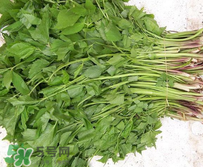 大葉芹怎么吃？大葉芹的做法？