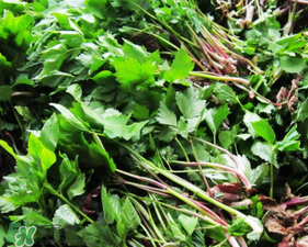 大葉芹怎么吃？大葉芹的做法？