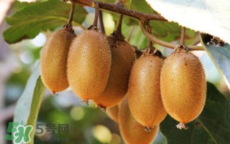 獼猴桃是什么季節(jié)的水果？獼猴桃什么時候吃最好