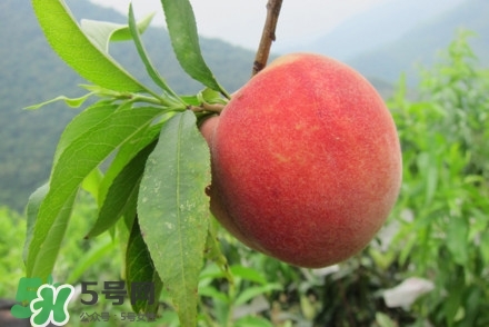 水蜜桃什么時候熟？水蜜桃成熟時間