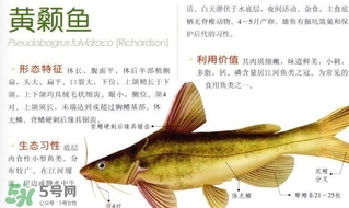 黃顙魚不能和什么一起吃？黃顙魚不能與什么同吃？