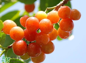 6月份吃什么水果？六月份吃什么水果？