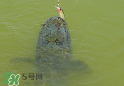 黑魚是發(fā)物嗎？黑魚是不是發(fā)物