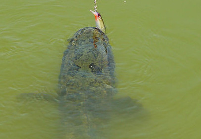 黑魚(yú)是海鮮嗎？黑魚(yú)是外來(lái)物種嗎