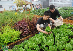 六月份種什么蔬菜？六月份可以種什么蔬菜？