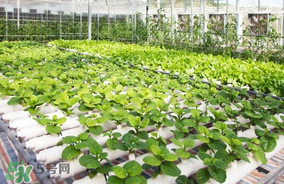 六月份種什么蔬菜？六月份可以種什么蔬菜？