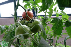 六月份種什么蔬菜？六月份可以種什么蔬菜？