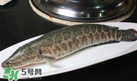 黑魚能和山藥一起吃嗎？山藥能和黑魚一起燉嗎