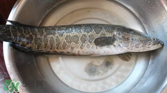 黑魚(yú)能和蘿卜一起吃嗎？黑魚(yú)能和胡蘿卜同食嗎