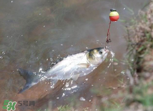 五月份能釣鰱魚嗎？五月份釣什么魚？