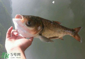 五月份能釣鰱魚嗎？五月份釣什么魚？