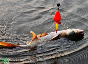 五月份能釣鰱魚嗎？五月份釣什么魚？