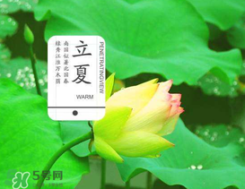 立夏吃什么水果？立夏吃什么水果好？