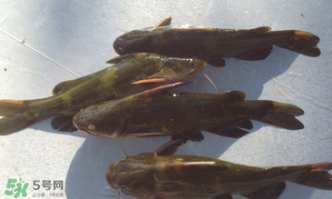 嘎魚不適合什么人吃？黃顙魚不適合什么人吃