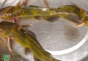 黃辣丁多少錢一斤？野生黃辣丁多少錢一斤