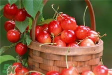櫻桃用塑料袋裝好嗎?櫻桃用什么裝不容易壞? 櫻桃用塑料袋裝好嗎?櫻桃用什么裝不容易壞?