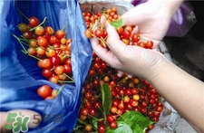 櫻桃用塑料袋裝好嗎?櫻桃用什么裝不容易壞? 櫻桃用塑料袋裝好嗎?櫻桃用什么裝不容易壞?