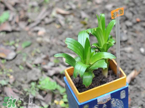 立夏種什么菜？立夏適合種什么？