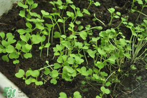 立夏種什么菜？立夏適合種什么？