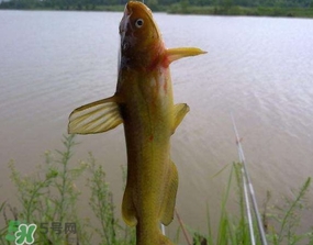 黃辣丁怎么釣？如何釣黃辣丁