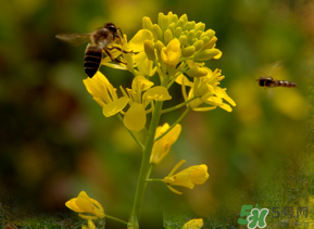 五月份還有油菜花嗎？5月份還有油菜花嗎？
