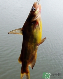 嘎魚是海魚嗎？嘎魚是什么魚