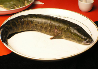 黑魚有鱗嗎？黑魚鱗片怎么處理