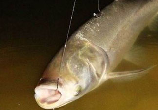 五月份能釣鰱魚嗎？五月份釣什么魚？