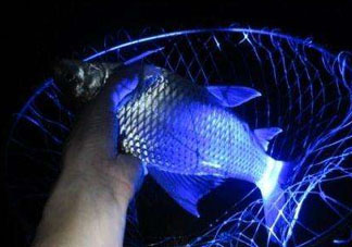 五月份可以夜釣嗎？5月份可以夜釣了嗎？