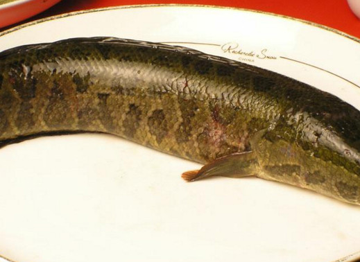 黑魚(yú)是海鮮嗎？黑魚(yú)是外來(lái)物種嗎