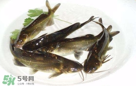 黃辣丁怎么殺？黃辣丁怎么處理