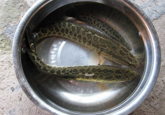 黑魚是什么魚？黑魚是鯰魚嗎