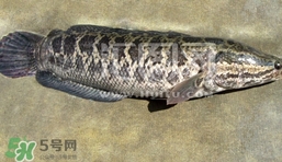 生魚是什么魚？生魚片是什么魚
