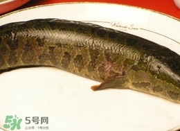 黑魚怎么做好吃？黑魚湯的做法