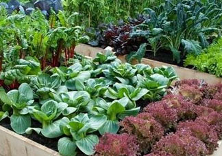 六月份種什么蔬菜？六月份可以種什么蔬菜？