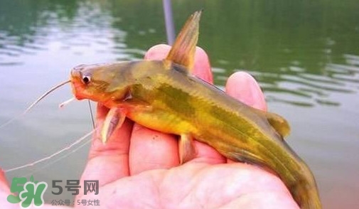 黃辣丁怎么釣？如何釣黃辣丁