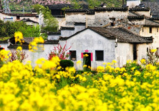 五月份還有油菜花嗎？5月份還有油菜花嗎？