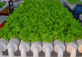 立夏種什么菜？立夏適合種什么？