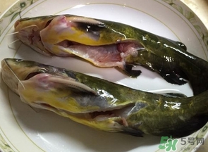 嘎魚是鯰魚嗎？嘎魚是黃辣丁嗎
