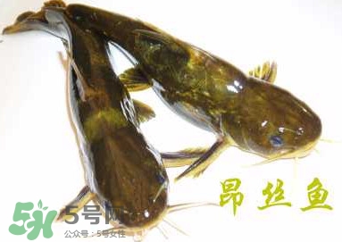 黃顙魚不能和什么一起吃？黃顙魚不能與什么同吃？