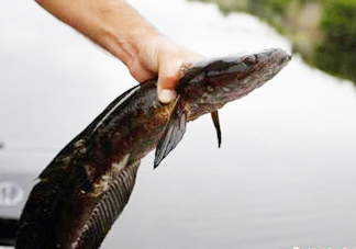 黑魚是發(fā)物嗎？黑魚是不是發(fā)物