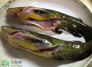 黃辣丁怎么殺？黃辣丁怎么處理