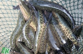 黑魚是什么魚？黑魚是鯰魚嗎