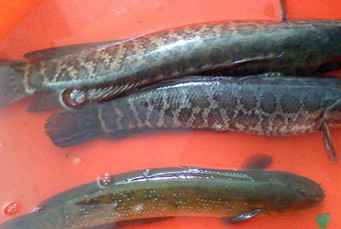 黑魚(yú)是海鮮嗎？黑魚(yú)是外來(lái)物種嗎